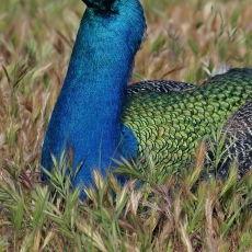 Paprastasis povas - Pavo cristatus | Fotografas Gintautas Steiblys