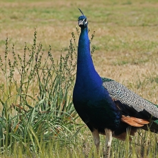 Paprastasis povas - Pavo cristatus ♂ | Fotografas Gintautas Steiblys