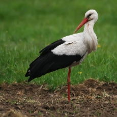 Baltasis gandras - Ciconia ciconia | Fotografas Gintautas Steiblys