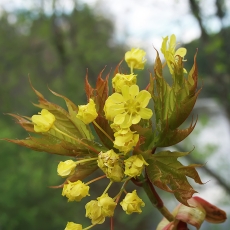 Paprastasis klevas - Acer platanoides | Fotografas Gintautas Steiblys