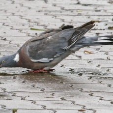 Paprastasis keršulis - Columba palumbus | Fotografas Gintautas Steiblys