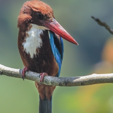 Raudonsnapis halcionas - Halcyon smyrnensis | Fotografas Gintautas Steiblys