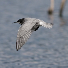 Juodoji žuvėdra - Chlidonias niger | Fotografas Gintautas Steiblys