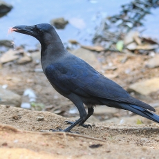 Indinė varna - Corvus splendens | Fotografas Gintautas Steiblys
