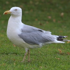 Sidabrinis kiras - Larus argentatus | Fotografas Gintautas Steiblys