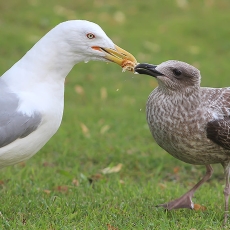 Sidabrinis kiras - Larus argentatus | Fotografas Gintautas Steiblys