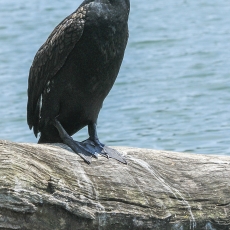 Didysis kormoranas - Phalacrocorax carbo | Fotografas Gintautas Steiblys