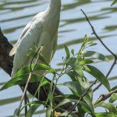 Mažasis baltasis garnys - Egretta garzetta | Fotografas Gintautas Steiblys