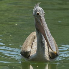 Pilkasis pelikanas - Pelecanus philippensis | Fotografas Gintautas Steiblys