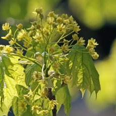 Paprastasis klevas - Acer platanoides | Fotografas Gintautas Steiblys