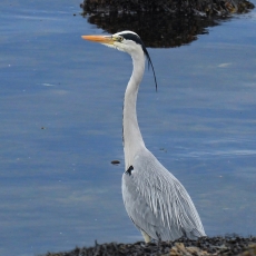 Pilkasis garnys - Ardea cinerea | Fotografas Gintautas Steiblys