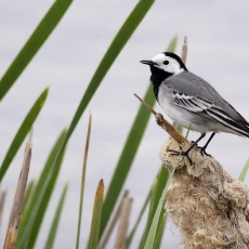 Baltoji kielė - Motacilla alba | Fotografas Gintautas Steiblys