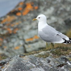 Paprastasis kiras - Larus canus | Fotografas Gintautas Steiblys