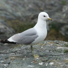 Paprastasis kiras - Larus canus | Fotografas Gintautas Steiblys
