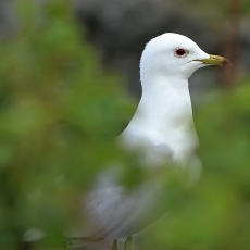 Paprastasis kiras - Larus canus | Fotografas Gintautas Steiblys