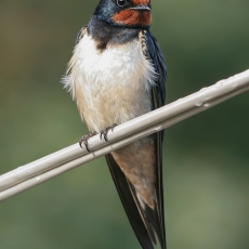 Šelmeninė kregždė - Hirundo rustica | Fotografas Gintautas Steiblys