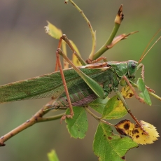 Žaliasis žiogas - Tettigonia viridissima ♂ | Fotografas Gintautas Steiblys