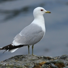 Paprastasis kiras - Larus canus | Fotografas Gintautas Steiblys