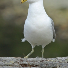 Paprastasis kiras - Larus canus | Fotografas Gintautas Steiblys