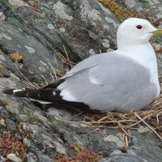Paprastasis kiras - Larus canus | Fotografas Gintautas Steiblys