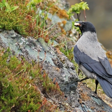 Pilkoji varna - Corvus cornix | Fotografas Gintautas Steiblys