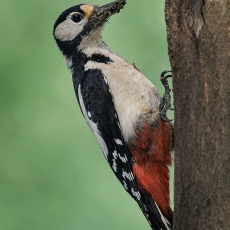 Didysis margasis genys - Dendrocopos major | Fotografas Gintautas Steiblys