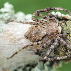 Kamieninis vikrūnas - Philodromus margaritatus | Fotografas Gintautas Steiblys