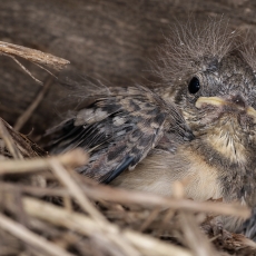Motacilla alba, juv. | Fotografas Gintautas Steiblys