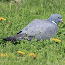 Paprastasis keršulis - Columba palumbus | Fotografas Gintautas Steiblys