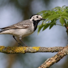 Baltoji kielė - Motacilla alba | Fotografas Gintautas Steiblys