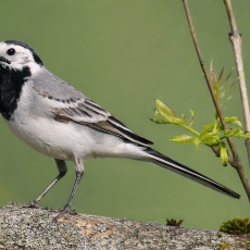Baltoji kielė - Motacilla alba | Fotografas Gintautas Steiblys