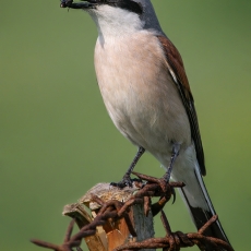 Paprastoji medšarkė - Lanius collurio ♂ | Fotografas Gintautas Steiblys