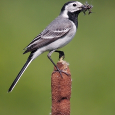 Baltoji kielė - Motacilla alba | Fotografas Gintautas Steiblys