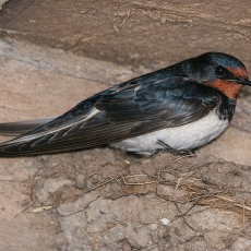 Šelmeninė kregždė - Hirundo rustica | Fotografas Gintautas Steiblys