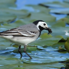 Baltoji kielė - Motacilla alba | Fotografas Gintautas Steiblys