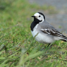 Baltoji kielė - Motacilla alba | Fotografas Gintautas Steiblys