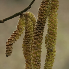 Paprastasis lazdynas - Corylus avellana, vyriškas žiedynas | Fotografas Gintautas Steiblys