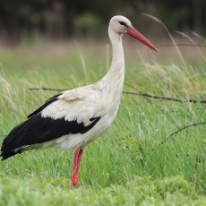 Baltasis gandras - Ciconia ciconia | Fotografas Gintautas Steiblys