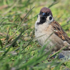 Eurazinis karklažvirblis - Passer montanus | Fotografas Gintautas Steiblys