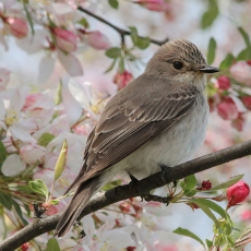 Pilkoji musinukė - Muscicapa striata | Fotografas Gintautas Steiblys