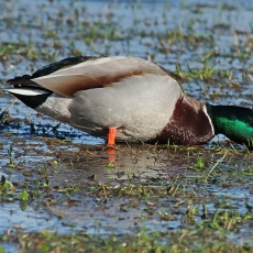 Didžioji antis - Anas platyrhynchos ♂ | Fotografas Gintautas Steiblys