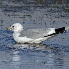 Paprastasis kiras - Larus canus | Fotografas Gintautas Steiblys