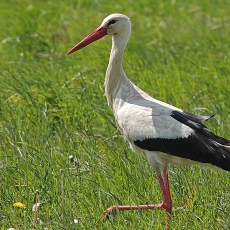 Baltasis gandras - Ciconia ciconia | Fotografas Gintautas Steiblys