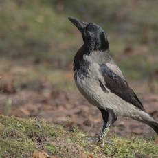 Pilkoji varna - Corvus cornix | Fotografas Gintautas Steiblys