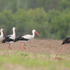 Baltieji gandrai - Ciconia ciconia | Fotografas Gintautas Steiblys