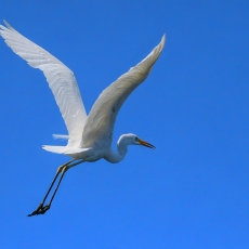 Didysis baltasis garnys - Ardea alba | Fotografas Gintautas Steiblys
