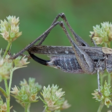 Baltataškis spragtukas - Platycleis albopunctata ♀ | Fotografas Gintautas Steiblys