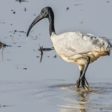 Azijinis ibis - Threskiornis melanocephalus | Fotografas Gintautas Steiblys