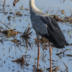 Indinis kiaurasnapis gandras - Anastomus oscitans | Fotografas Gintautas Steiblys