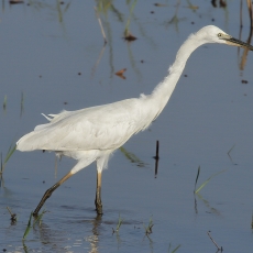 Vidutinis baltasis garnys - Ardea intermedia | Fotografas Gintautas Steiblys